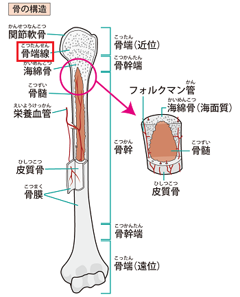 子供の身長を伸ばす方法 子供の身長を伸ばす 子供サプリ徹底調査